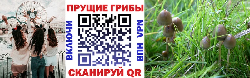 Псилоцибиновые грибы мицелий  Купить закладки  Малмыж 